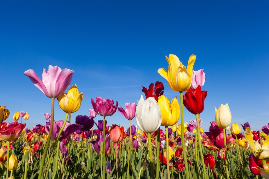 close up colorful tulips in tulip field.