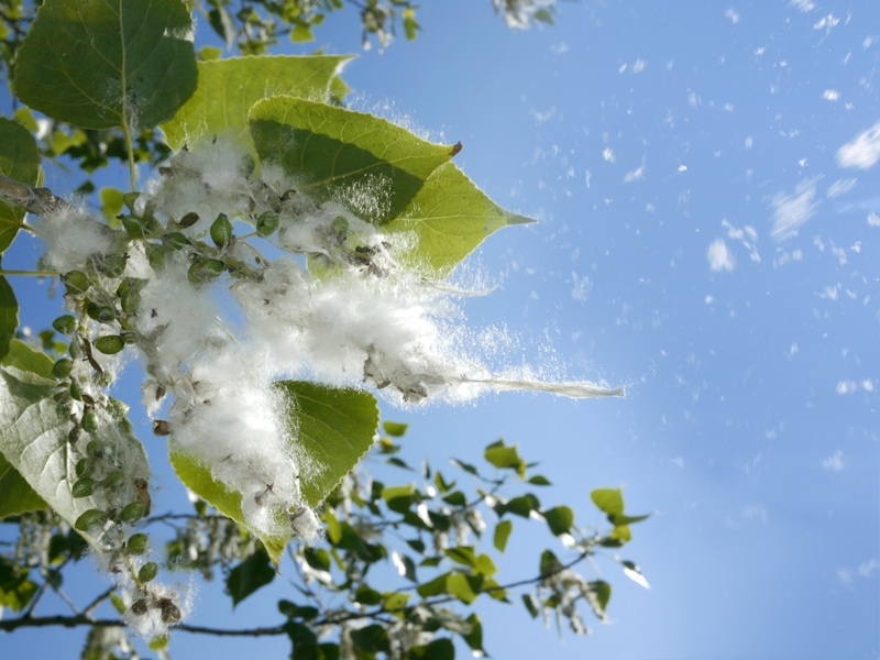 Cottonwood-allergy