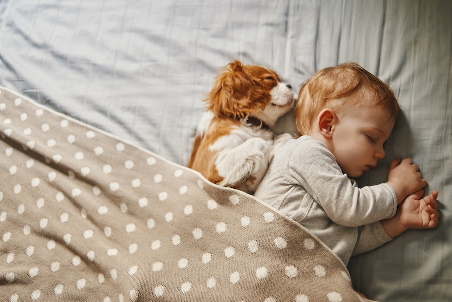 Small dog and young boy sleep together in a well air conditioned home in Weiser, ID.