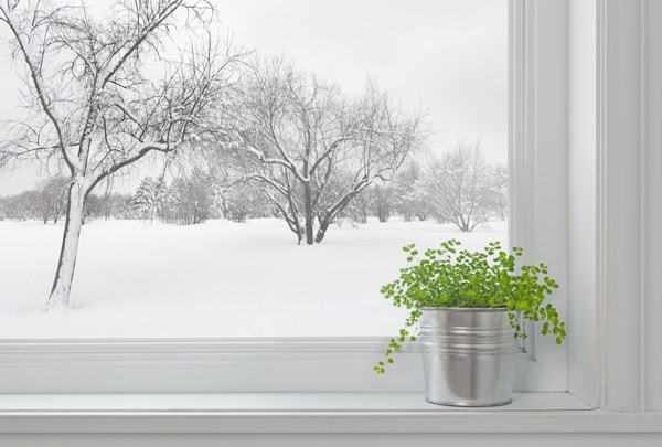 Winter landscape seen through the window, and green plant, Why is my heat pump freezing up