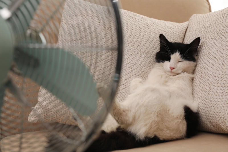 Should I Select “On” or “Auto” Fan Setting on My Thermostat? Cute fluffy cat enjoying air flow from fan on sofa indoors. Summer heat.